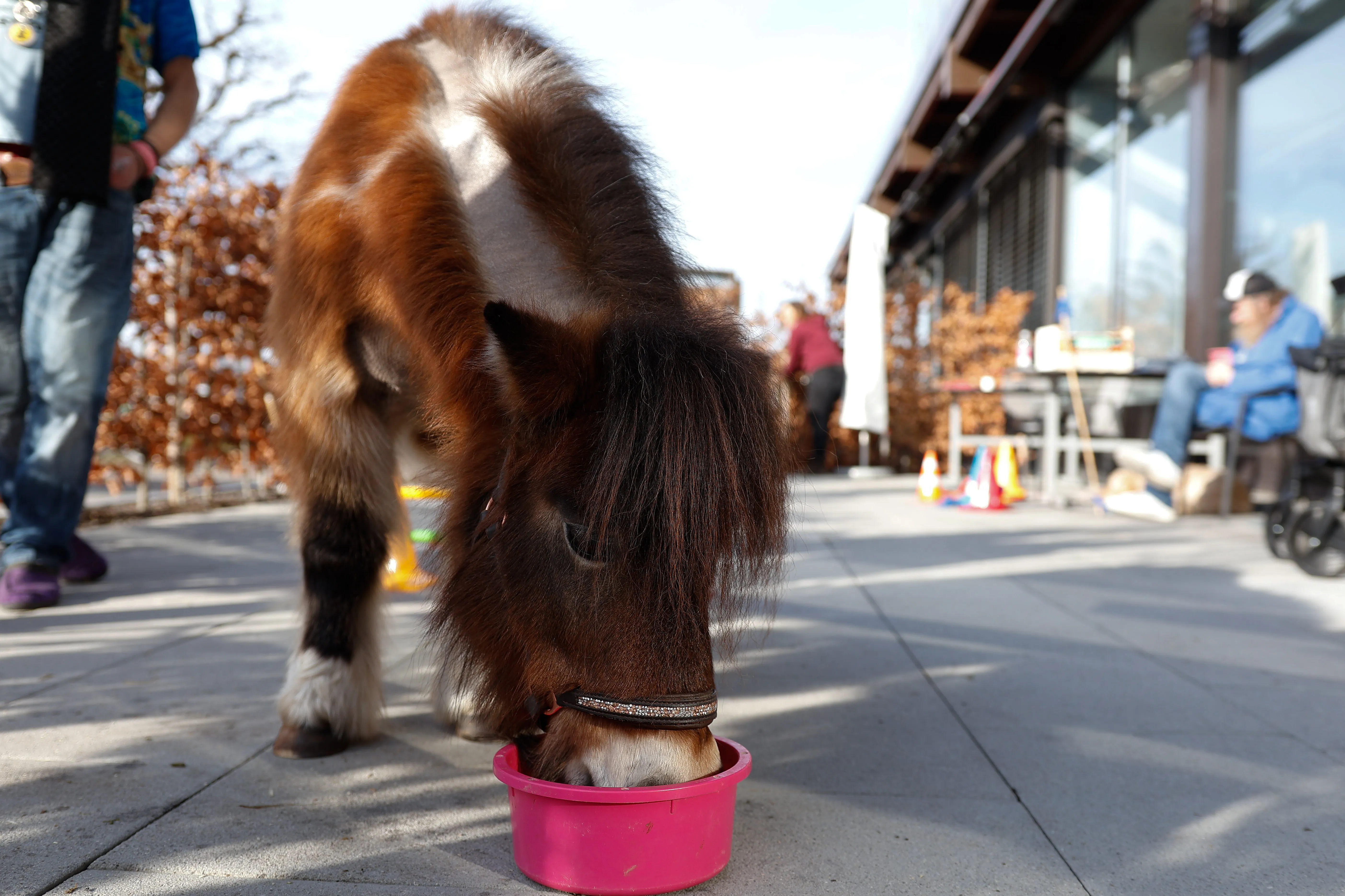 Tierbesuch in der Stiftung Eichholz image 32