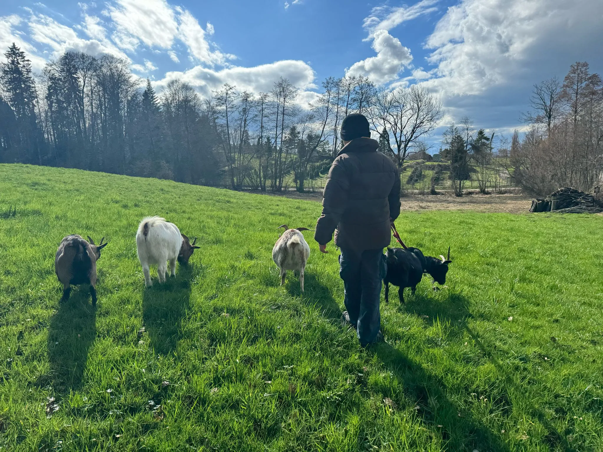 Ziegen Training für TiMe mit Sonja Kaiser und Kids image 13
