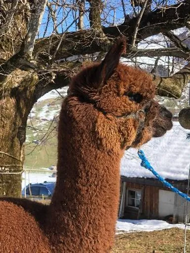 A picture of an alplaca