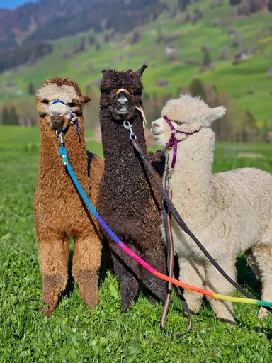 A picture of an alplaca