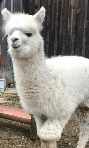 A picture of an alplaca