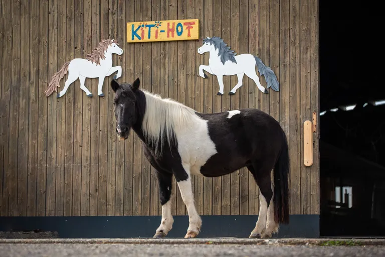 A picture of a horse