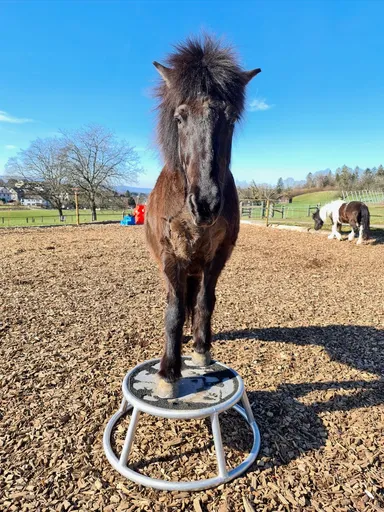 A picture of a horse