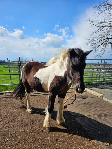 A picture of a horse